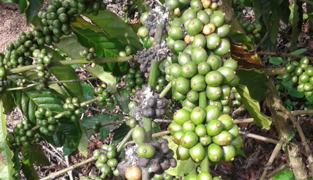 Gia Lai: Rệp sáp gây hư hại hơn 1.700 ha cà phê  - Ảnh 1.