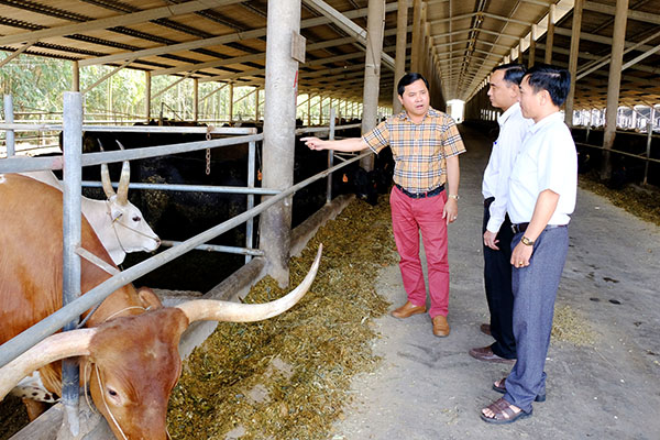 Chủ tịch Quốc hội thăm trại bò công nghệ cao của Hòa Phát