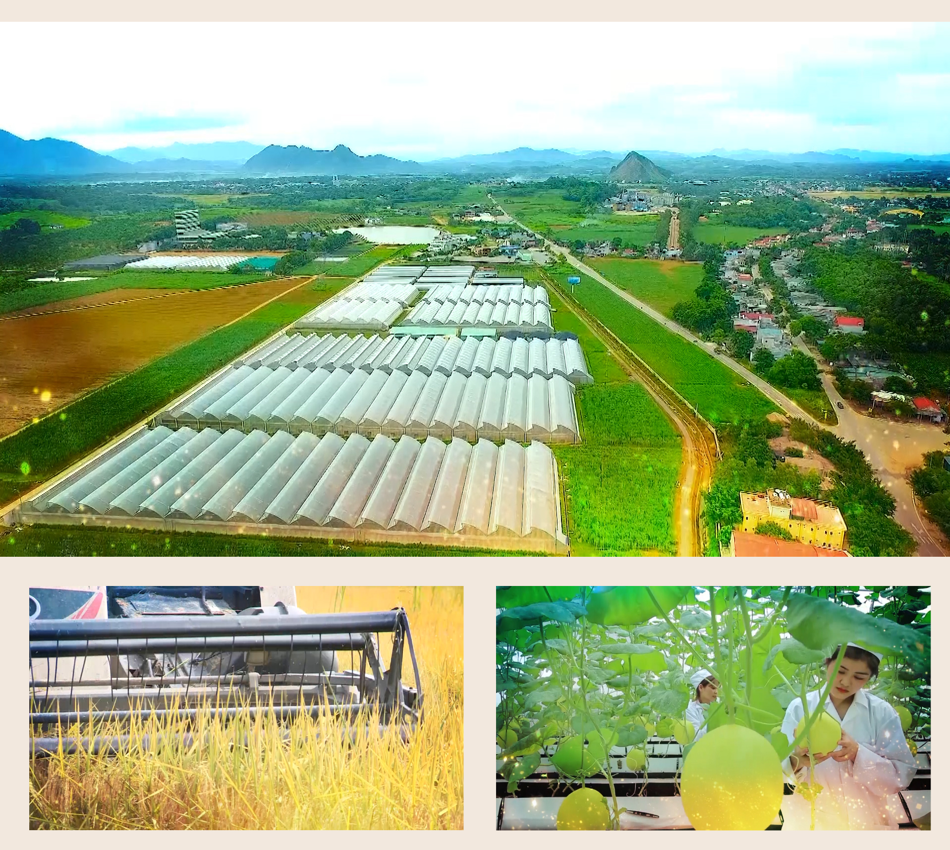 Trại chăn nuôi phát triển theo hướng bền vững và hiệu quả  GREENFEED Việt  Nam