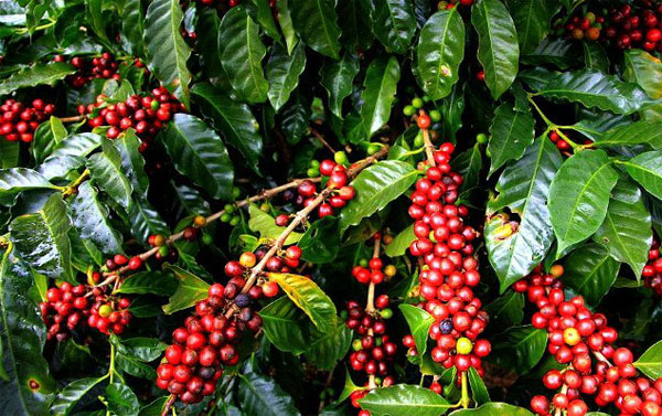 Thị trường nông sản ngày 4/5: Cà phê đồng loạt tăng, tiêu cao nhất 70.000 đồng/kg - Ảnh 2.