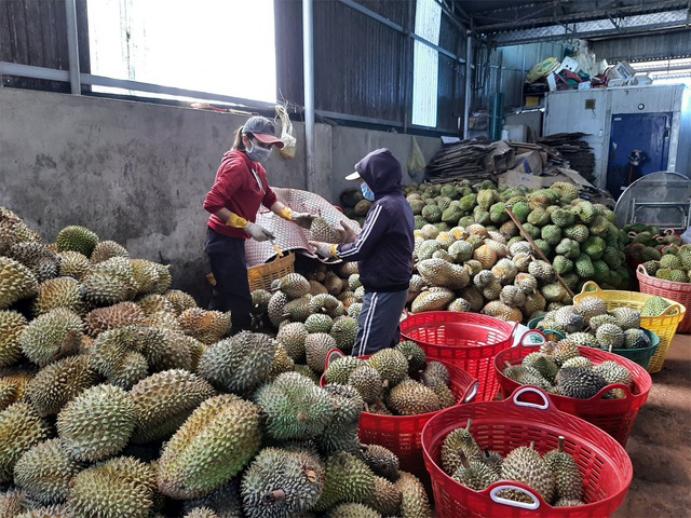 Khởi công nhà máy chế biến trái cây xuất khẩu lớn nhất tỉnh Đắk Lắk - Ảnh 2.