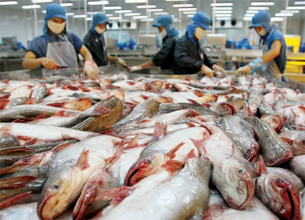 Xuất khẩu cá tra năm 2023 có thể đạt từ 1,7 - 1,8 tỉ USD - Ảnh 1.