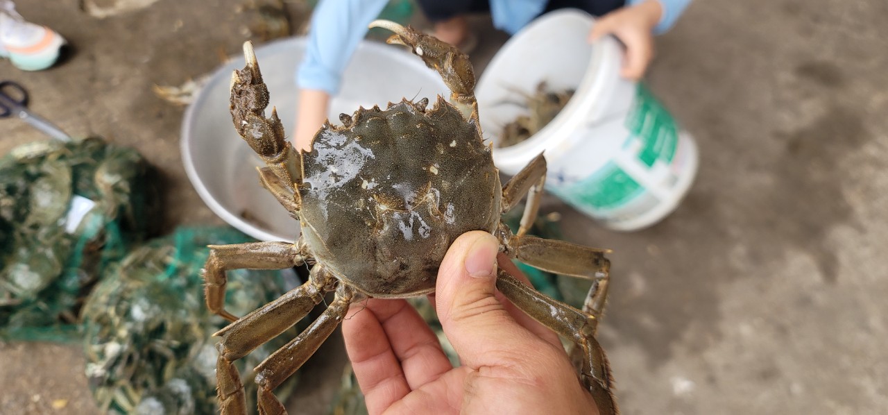 Bắc Giang: Đặc sản cua da, hương vị độc đáo và giá trị văn hóa- Ảnh 1.