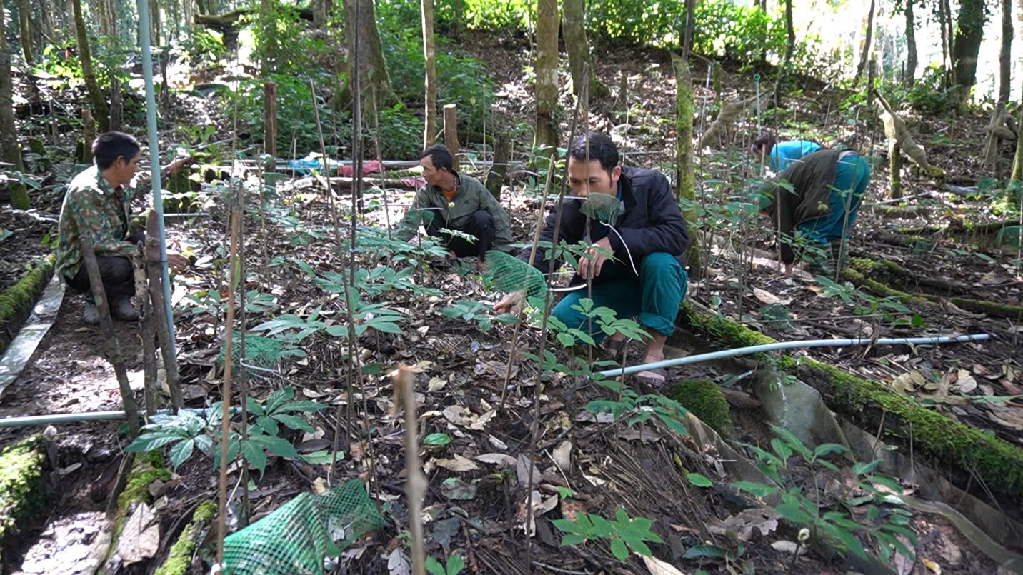 Nhiều kỳ vọng từ hội thảo sâm Ngọc Linh- Ảnh 4.