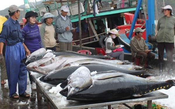 Thị phần cá ngừ Việt Nam tại Chile tăng mạnh nhờ Hiệp định CPTPP- Ảnh 1.