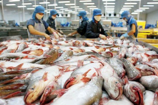 Việt Nam xuất khẩu gần 3 triệu USD cá tra sang Thái Lan- Ảnh 1.