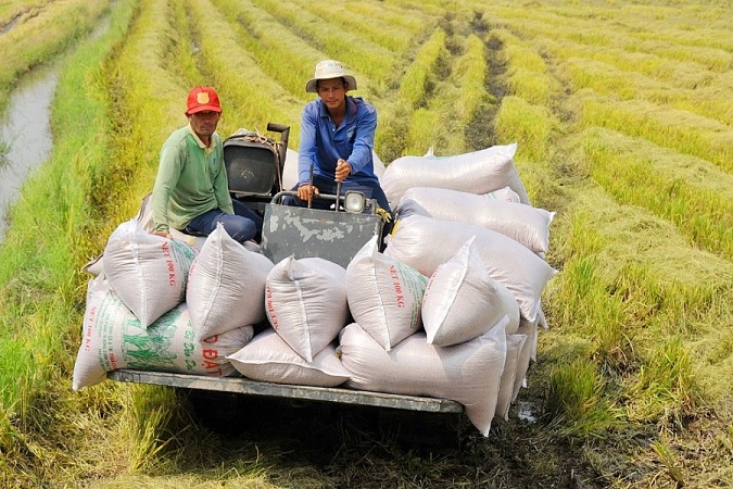 Việt Nam lần đầu tiên trở thành quốc gia xuất khẩu gạo lớn nhất vào Singapore- Ảnh 1.