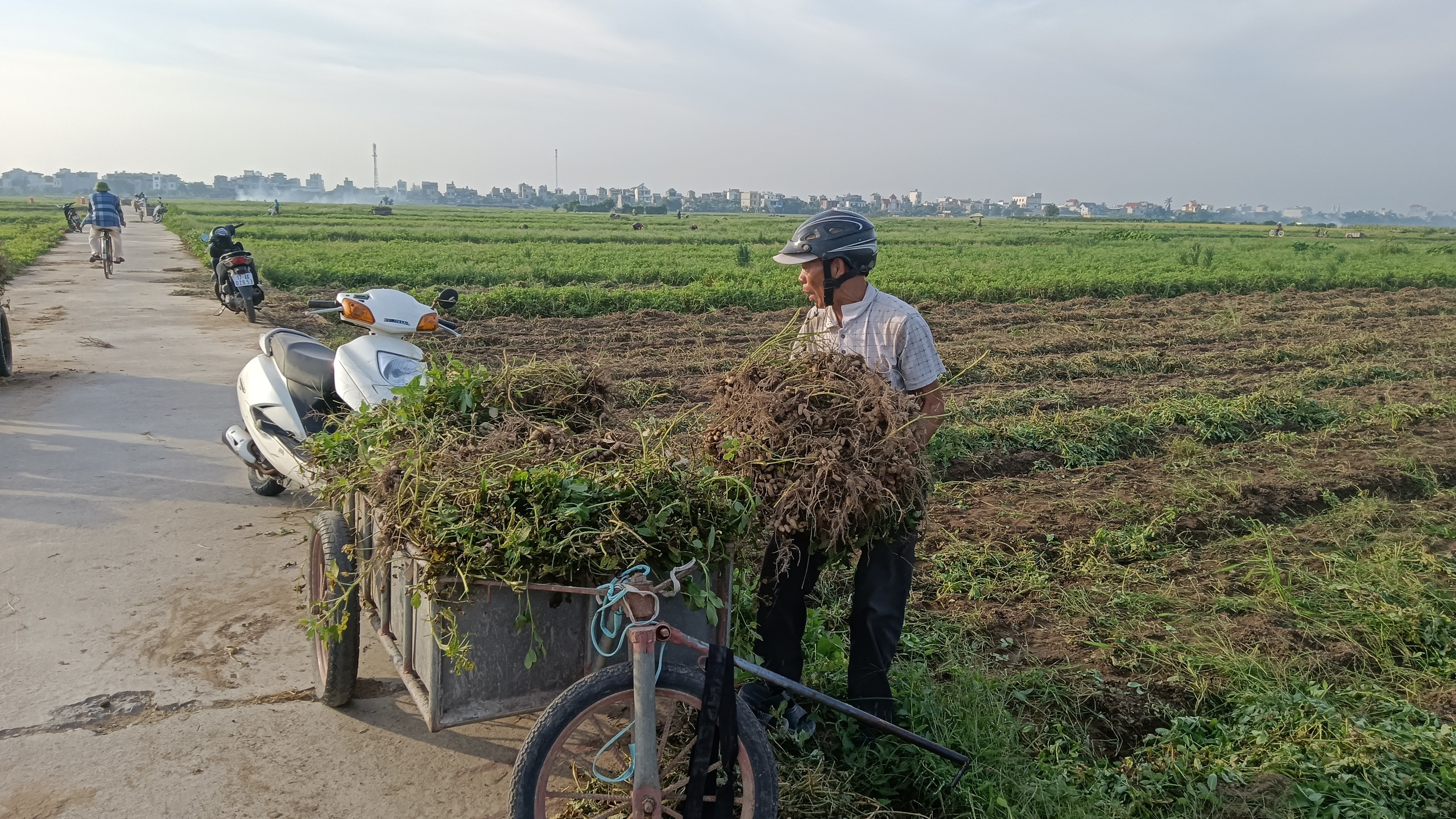 Thái Bình: Lạc đỏ Vũ An, sản phẩm tinh hoa của nhà nông- Ảnh 4.