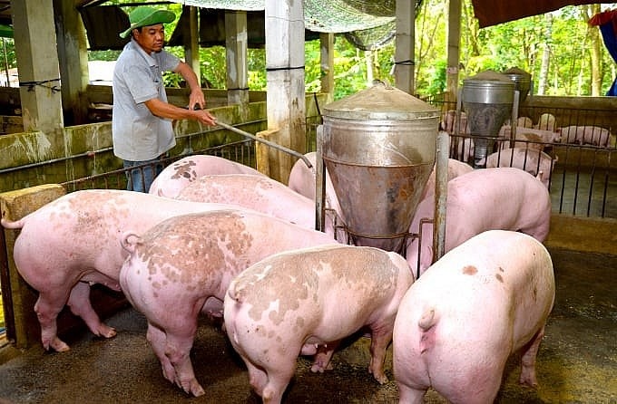 Thị trường thịt lợn diễn biến trái quy luật- Ảnh 1.