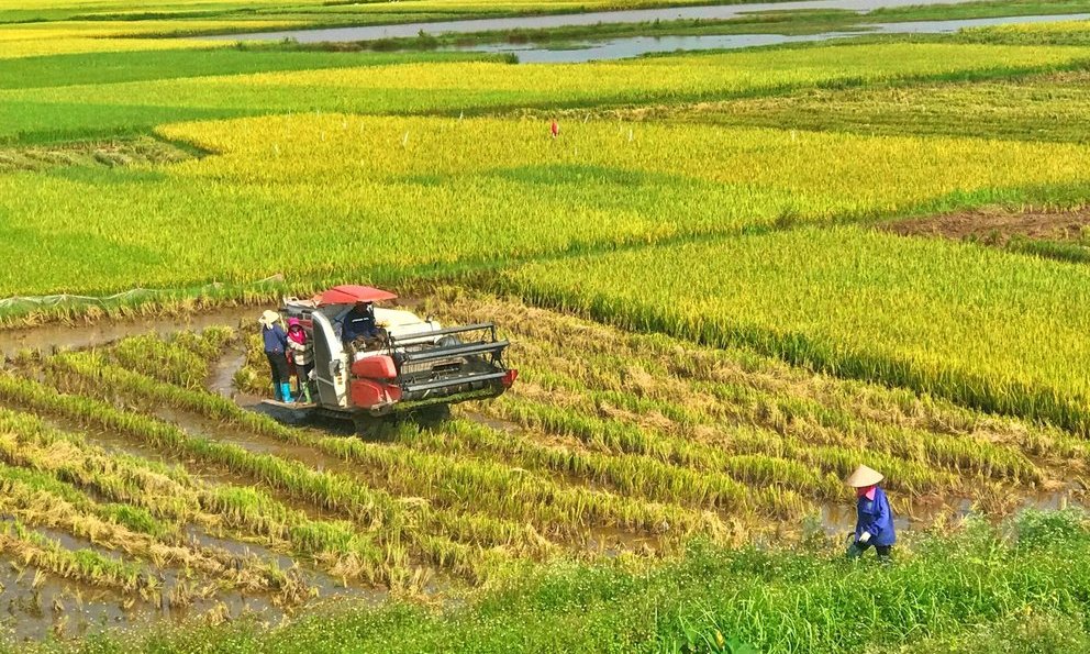 5 tháng, xuất khẩu gạo đạt gần 4,2 triệu tấn- Ảnh 1.