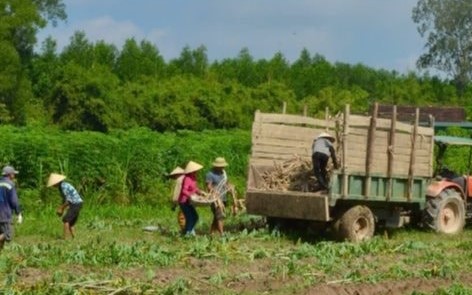 Nghệ An: Nông dân phấn khởi vì sắn được mùa, được giá- Ảnh 3.