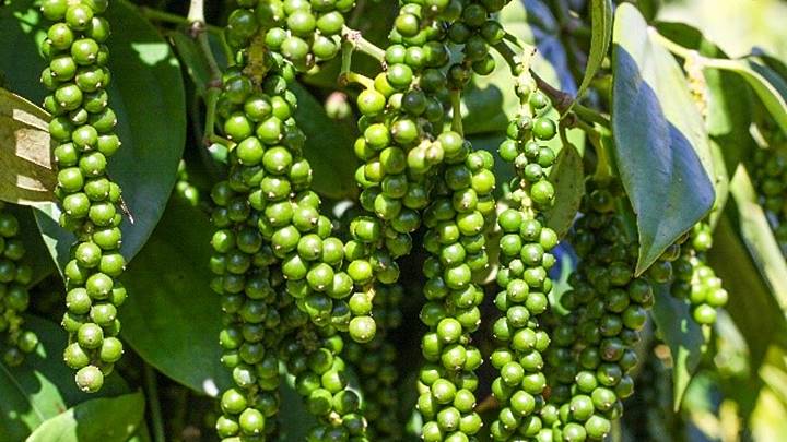 QUY TRÌNH THU HOẠCH, SƠ CHẾ VÀ QUẢN LÝ DỊCH HẠI TỔNG HỢP (IPM) TRÊN VƯỜN HỒ TIÊU GIAI ĐOẠN CAO ĐIỂM MÙA KHÔ - ASAHI NHẬT BẢN