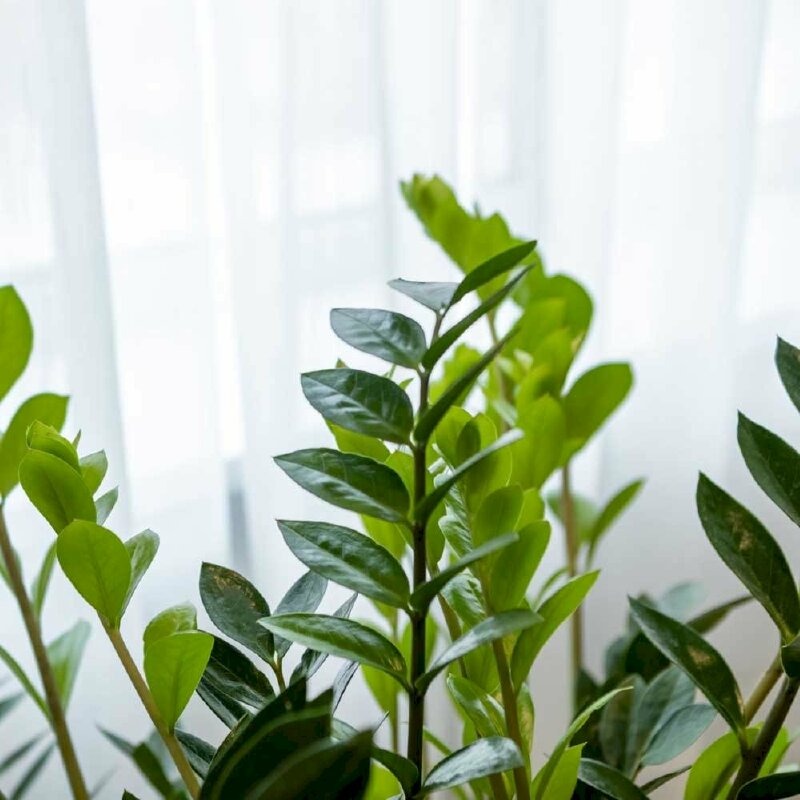 Ông bà bảo trồng 3 cây này: Hết lúa Chúa lại ban, hết tiền Tiên lại cứu- Ảnh 1.