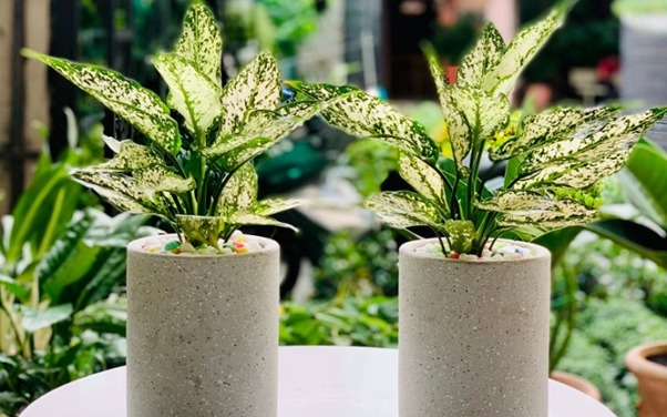 Ông bà bảo trồng 3 cây này: Hết lúa Chúa lại ban, hết tiền Tiên lại cứu- Ảnh 7.