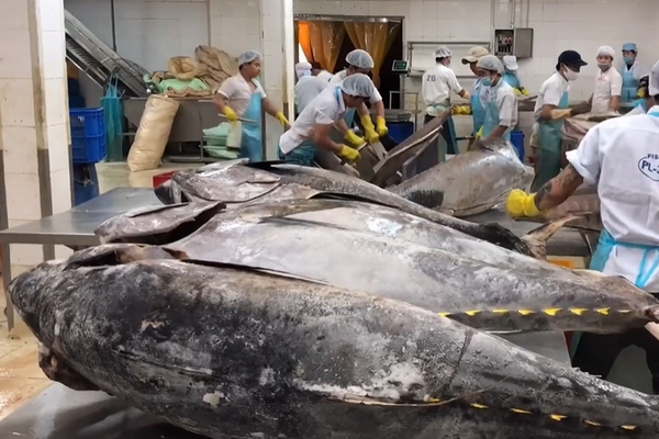 Ecuador đẩy mạnh xuất khẩu cá ngừ, gia tăng cạnh tranh với Việt Nam- Ảnh 1. Ecuador đẩy mạnh xuất khẩu cá ngừ, gia tăng cạnh tranh với Việt Nam- Ảnh 1.