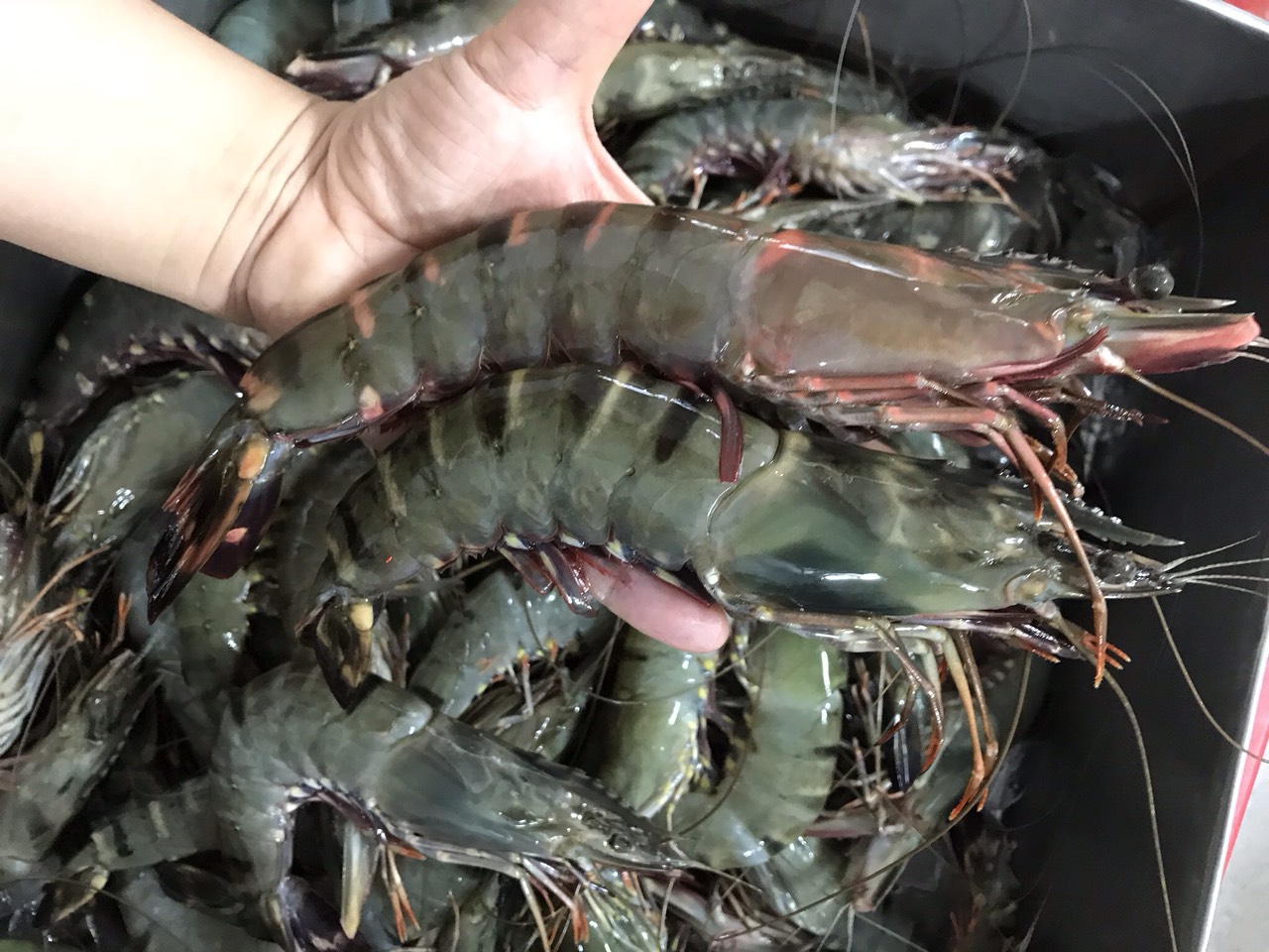 Vượt Mỹ, TQ chi hơn 1 tỷ USD mua sản vật dưới nước của VN: Nước ta có công nghệ chế biến dẫn đầu thế giới- Ảnh 1. Vượt Mỹ, TQ chi hơn 1 tỷ USD mua sản vật dưới nước của VN: Nước ta có công nghệ chế biến dẫn đầu thế giới- Ảnh 1.