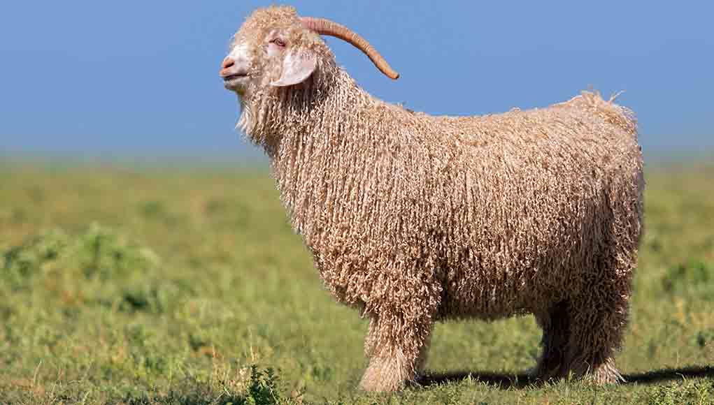 Nghề "hái ra tiền" không cần bằng cấp, làm một tháng đủ tiêu cả năm- Ảnh 3.