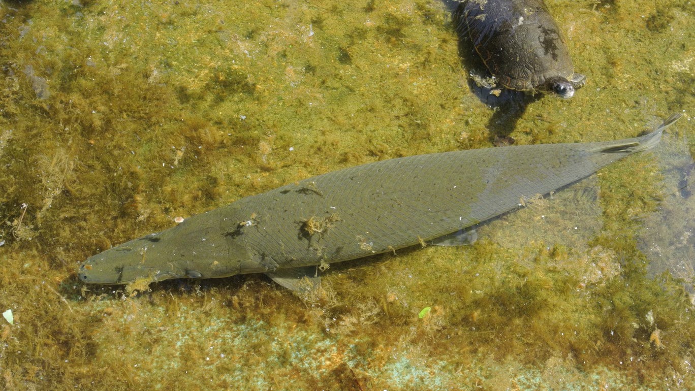 Cuba chạy đua với thời gian để cứu "báu vật thời khủng long"- Ảnh 3. Cuba chạy đua với thời gian để cứu "báu vật thời khủng long"- Ảnh 3.