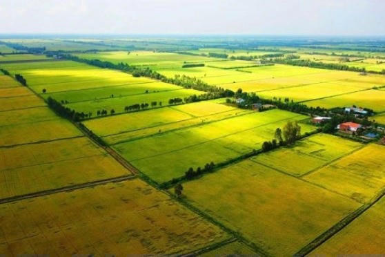 Các trường hợp được miễn thuế sử dụng đất nông nghiệp đến năm 2030- Ảnh 1. Các trường hợp được miễn thuế sử dụng đất nông nghiệp đến năm 2030- Ảnh 1.