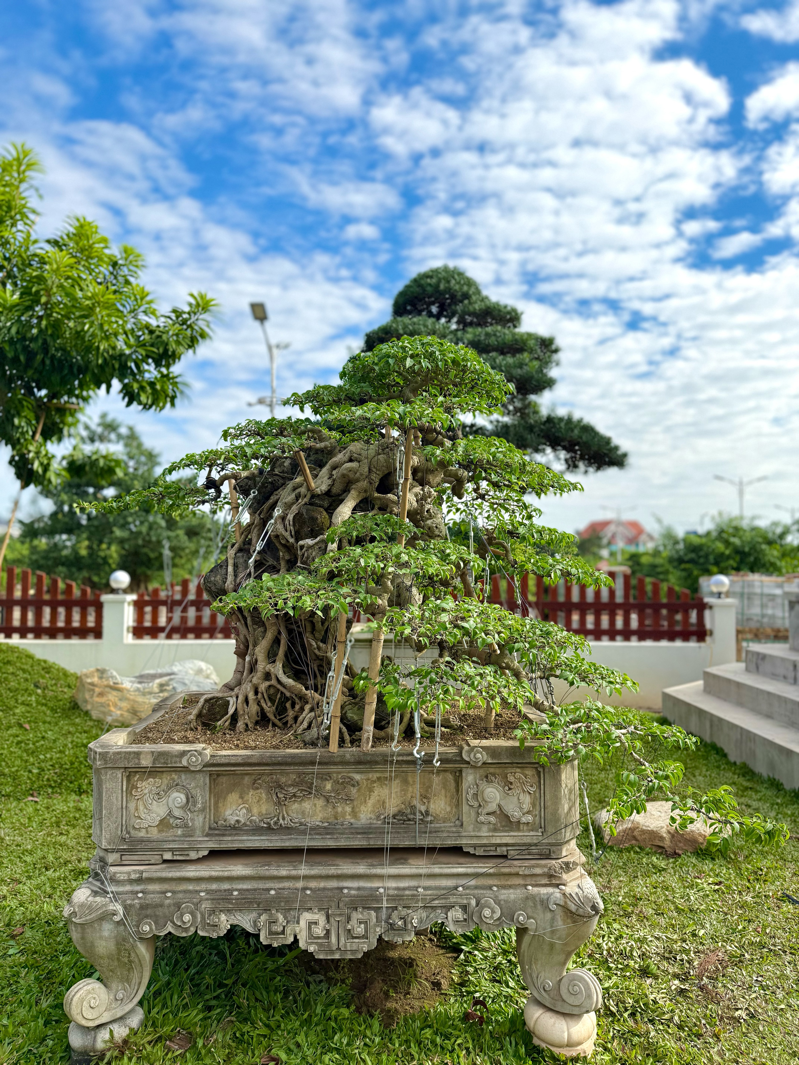 HTX Cây cảnh Bách Thuận: "Ươm xanh" diện mạo nông thôn- Ảnh 2.