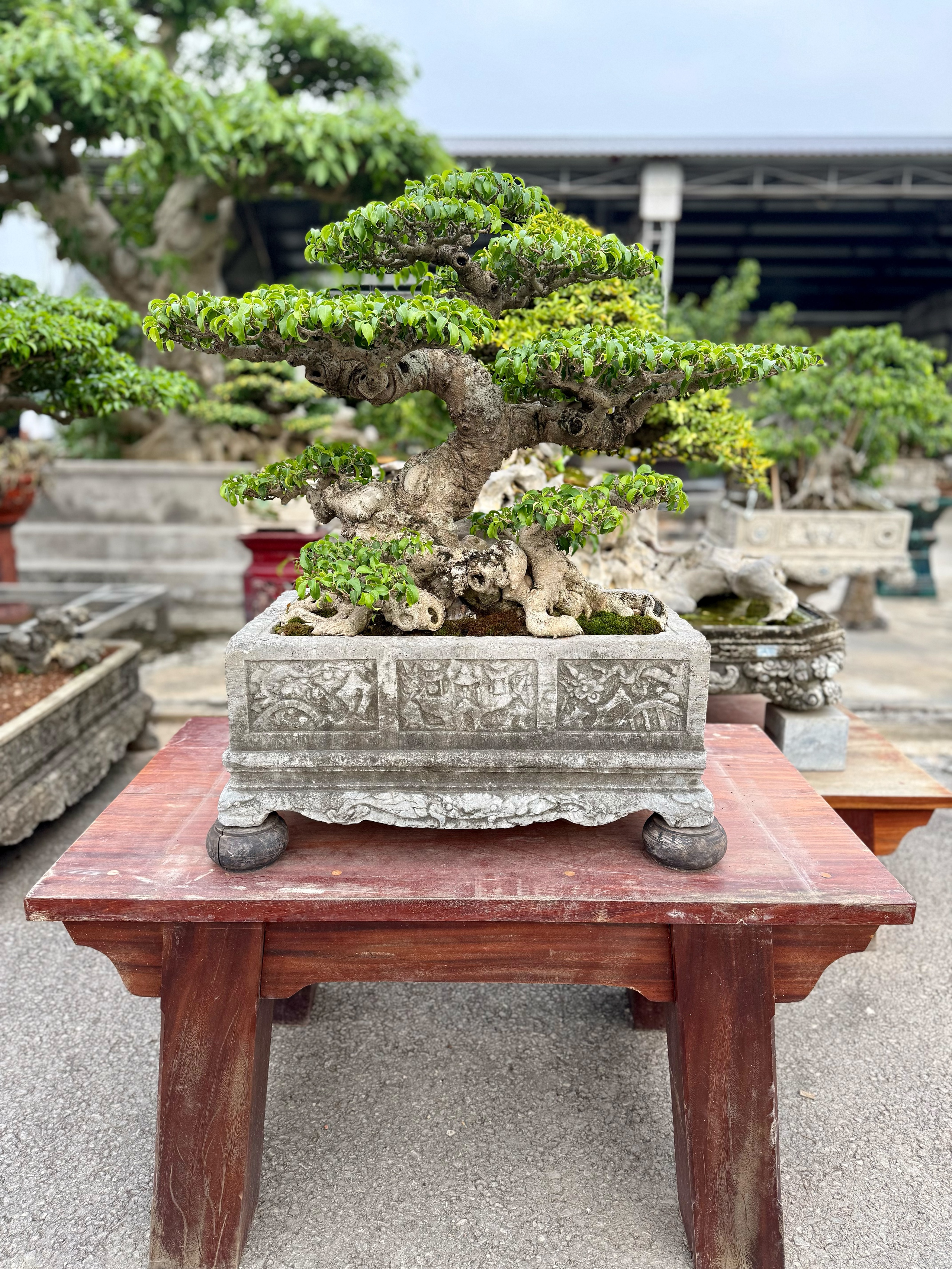 HTX Cây cảnh Bách Thuận: "Ươm xanh" diện mạo nông thôn- Ảnh 3.