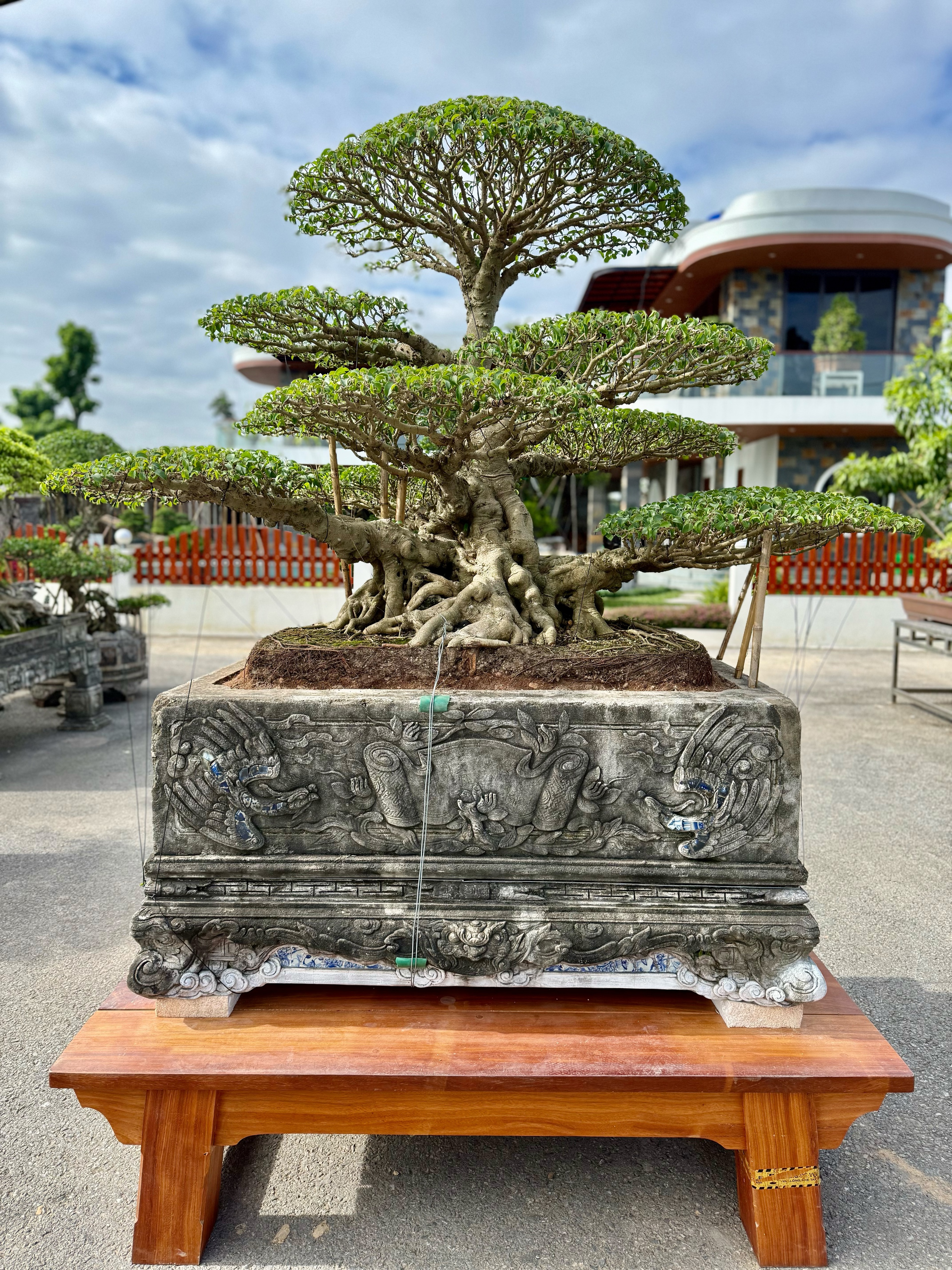 HTX Cây cảnh Bách Thuận: "Ươm xanh" diện mạo nông thôn- Ảnh 4.