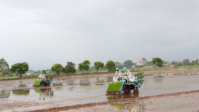 Hà Nội: Hội thi cơ sở sản xuất mạ khay, lái máy cấy giỏi sẽ diễn ra vào ngày 17-18/2- Ảnh 1.