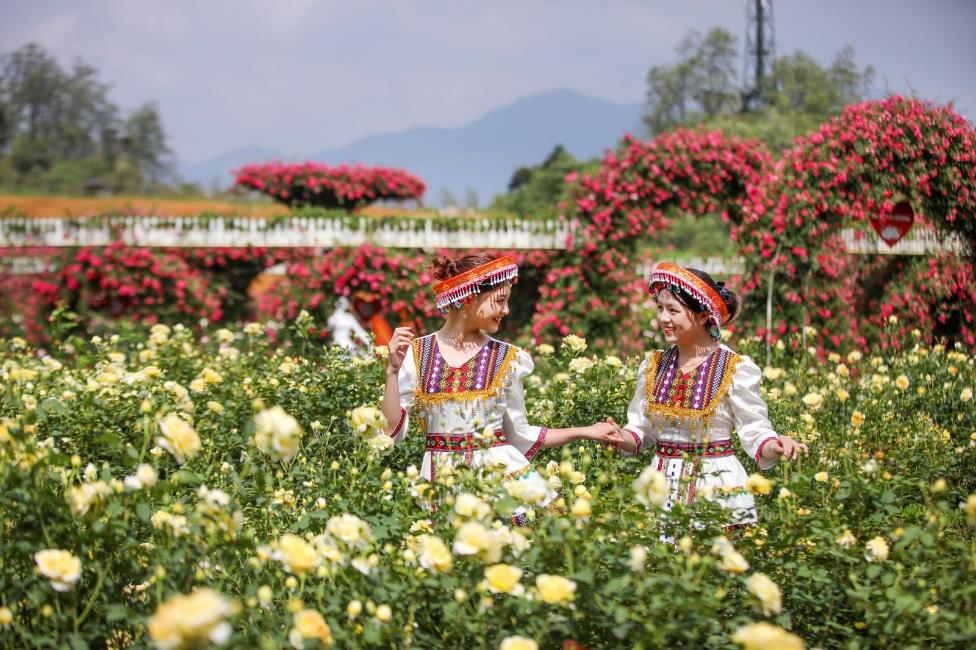 Du lịch Fansipan mùa hoa đỗ quyên và lễ hội hoa hồng- Ảnh 4.