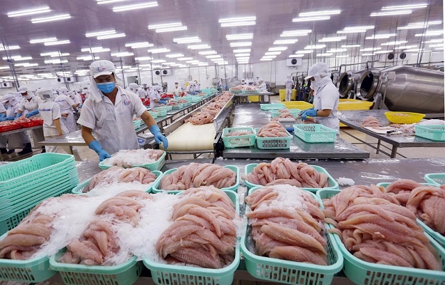 Brazil là thị trường xuất khẩu cá tra lớn thứ ba của Việt Nam- Ảnh 1. Brazil là thị trường xuất khẩu cá tra lớn thứ ba của Việt Nam- Ảnh 1.