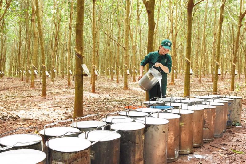 Việt Nam được EU xếp loại “rủi ro thấp” trong Quy định chống phá rừng- Ảnh 1. Việt Nam được EU xếp loại “rủi ro thấp” trong Quy định chống phá rừng- Ảnh 1.
