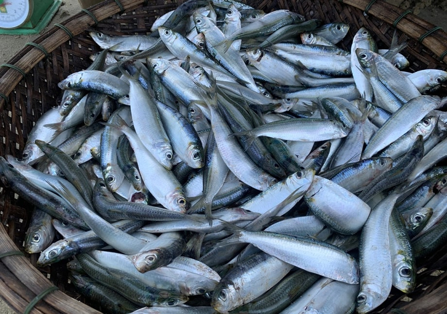 Loại cá "béo" giúp giảm mỡ máu, giàu omega-3 hơn cả cá hồi, giá rẻ bán la liệt chợ Việt- Ảnh 1. Loại cá "béo" giúp giảm mỡ máu, giàu omega-3 hơn cả cá hồi, giá rẻ bán la liệt chợ Việt- Ảnh 1.