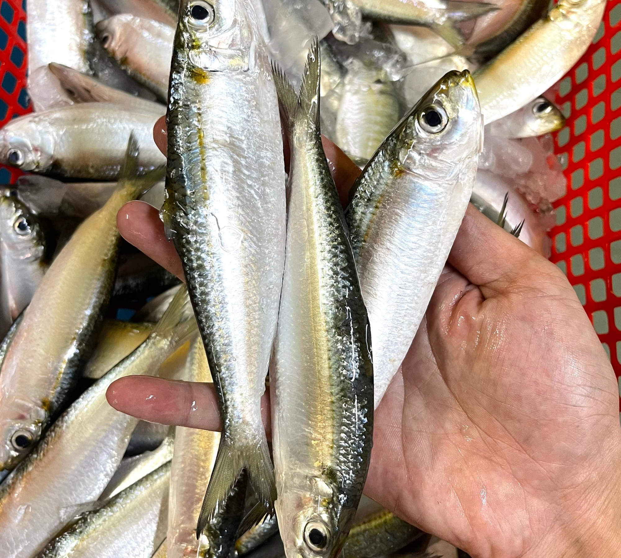 Loại cá "béo" giúp giảm mỡ máu, giàu omega-3 hơn cả cá hồi, giá rẻ bán la liệt chợ Việt- Ảnh 5. Loại cá "béo" giúp giảm mỡ máu, giàu omega-3 hơn cả cá hồi, giá rẻ bán la liệt chợ Việt- Ảnh 5.