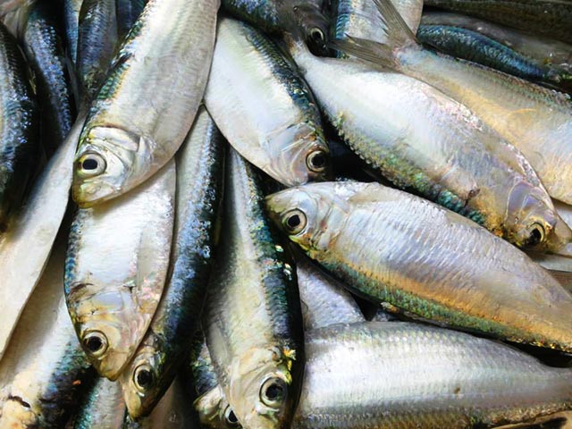 Loại cá "béo" giúp giảm mỡ máu, giàu omega-3 hơn cả cá hồi, giá rẻ bán la liệt chợ Việt- Ảnh 3. Loại cá "béo" giúp giảm mỡ máu, giàu omega-3 hơn cả cá hồi, giá rẻ bán la liệt chợ Việt- Ảnh 3.