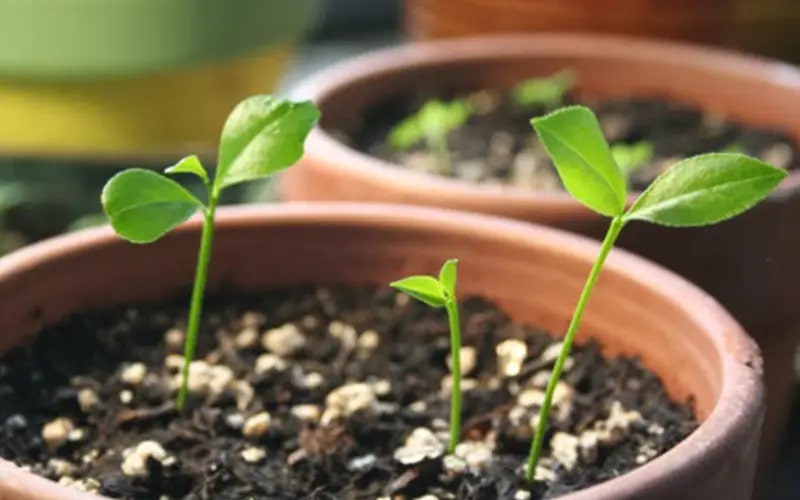 Ngoài ăn quả, loại cây này còn có lá được ví như "thần dược chữa bệnh", trồng dễ như trở bàn tày!- Ảnh 8.