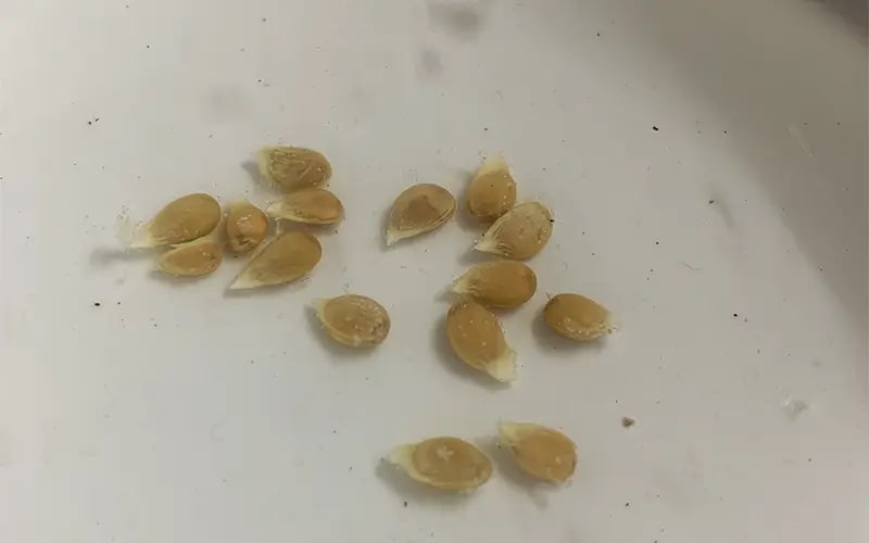 Ngoài ăn quả, loại cây này còn có lá được ví như "thần dược chữa bệnh", trồng dễ như trở bàn tày!- Ảnh 7.