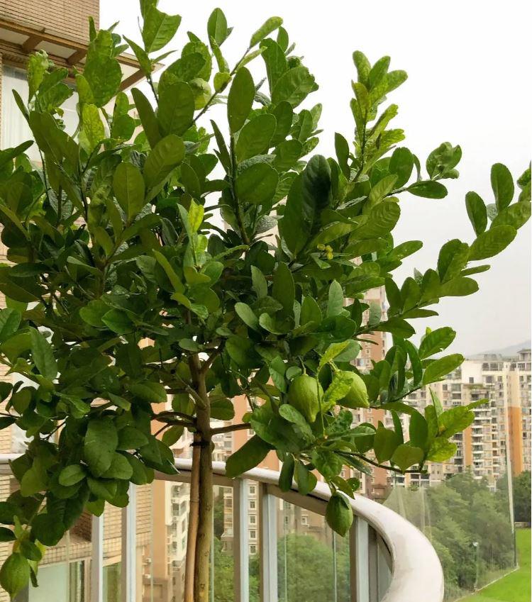 Ngoài ăn quả, loại cây này còn có lá được ví như "thần dược chữa bệnh", trồng dễ như trở bàn tày!- Ảnh 11.