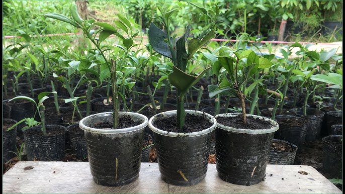 Ngoài ăn quả, loại cây này còn có lá được ví như "thần dược chữa bệnh", trồng dễ như trở bàn tày!- Ảnh 10.