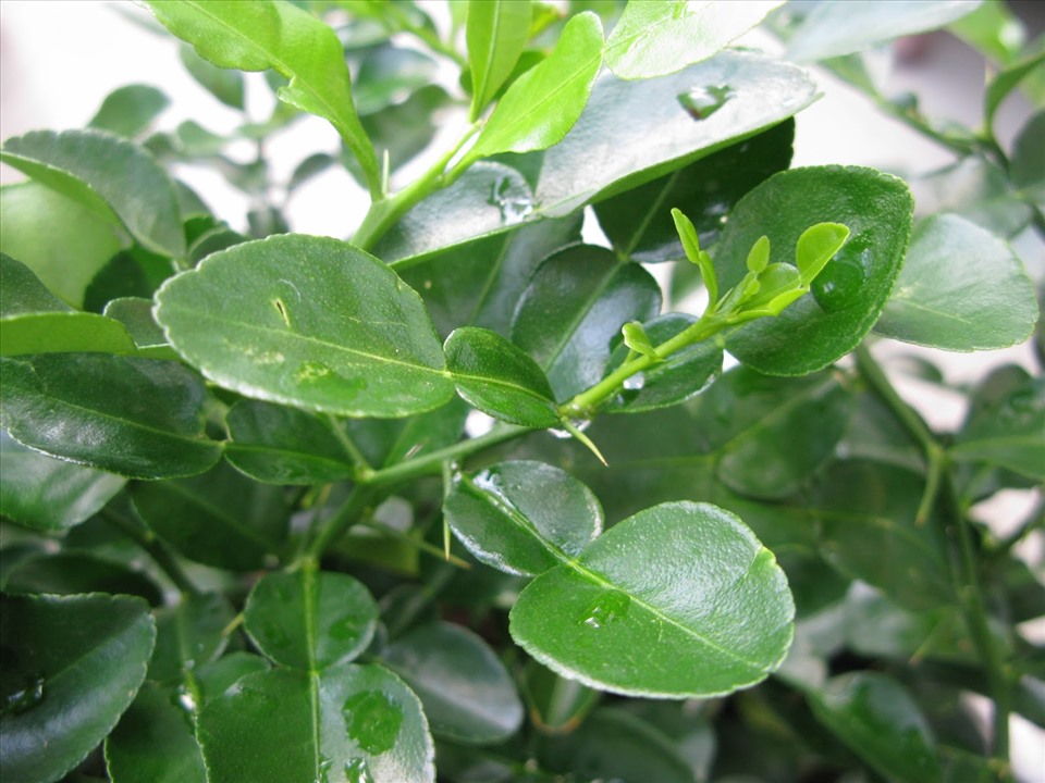 Ngoài ăn quả, loại cây này còn có lá được ví như "thần dược chữa bệnh", trồng dễ như trở bàn tày!- Ảnh 1.