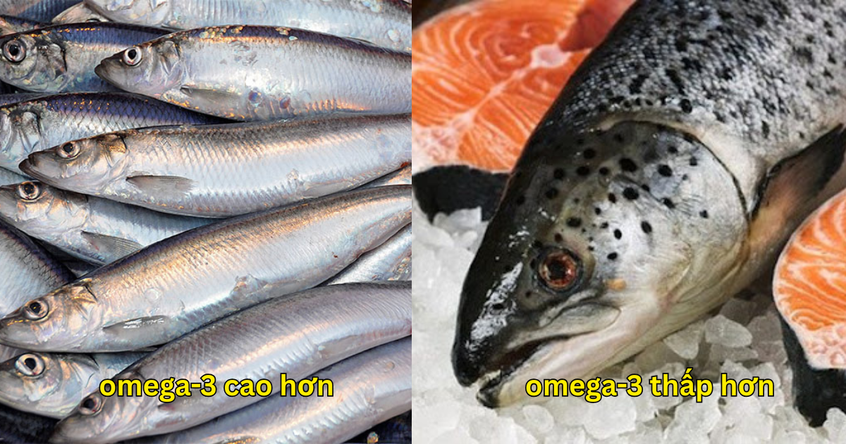 Loại cá "béo" giúp giảm mỡ máu, giàu omega-3 hơn cả cá hồi, giá rẻ bán la liệt chợ Việt- Ảnh 2. Loại cá "béo" giúp giảm mỡ máu, giàu omega-3 hơn cả cá hồi, giá rẻ bán la liệt chợ Việt- Ảnh 2.