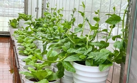 Rau dại một thời giờ là "vua mùa hè", nhà nào cũng đua nhau trồng, chẳng cần chăm vẫn xanh um- Ảnh 3. Rau dại một thời giờ là "vua mùa hè", nhà nào cũng đua nhau trồng, chẳng cần chăm vẫn xanh um- Ảnh 3.