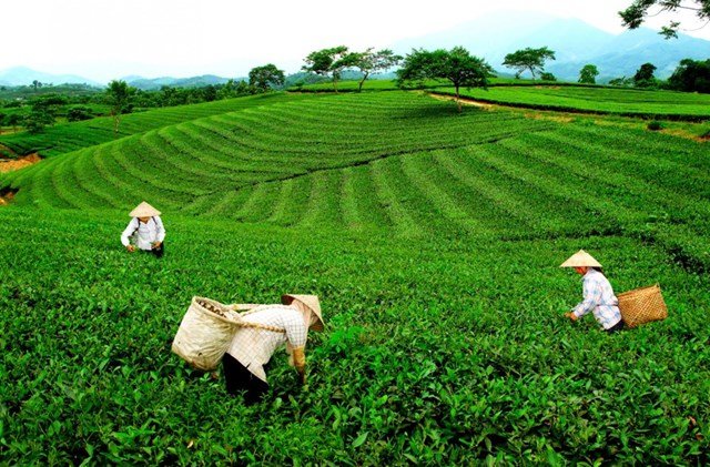 4 huyện được công nhận “cán đích” nông thôn mới- Ảnh 1. 4 huyện được công nhận “cán đích” nông thôn mới- Ảnh 1.