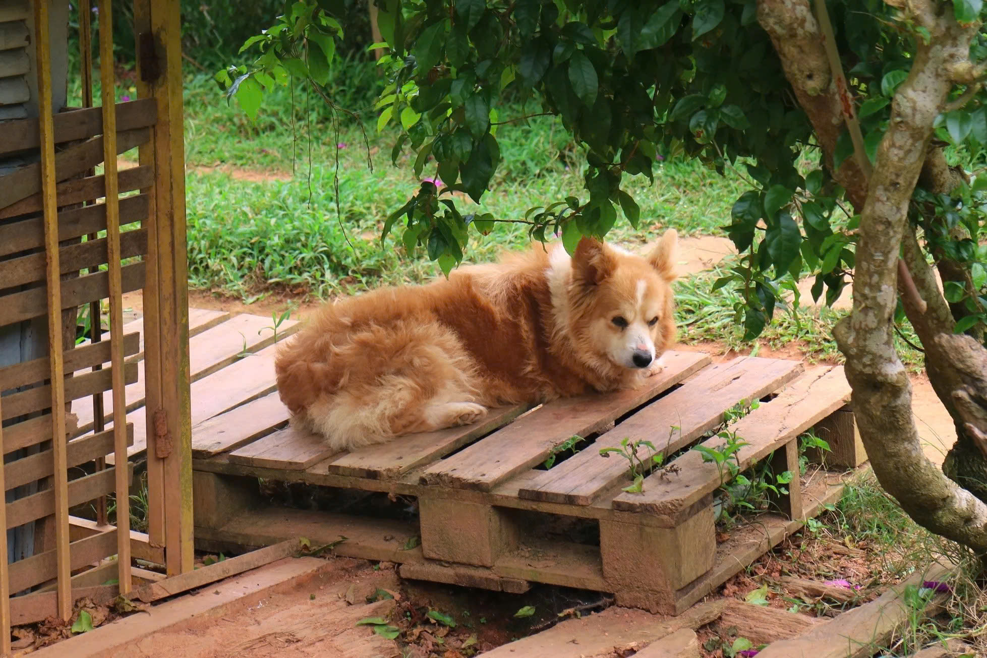 Chủ Thung Lũng Gâu Đà Lạt: Đầu tư nửa tỷ, nợ thêm 300 triệu phải đi phụ hồ để bù lỗ vẫn cố bám trụ vì đâu?- Ảnh 8.