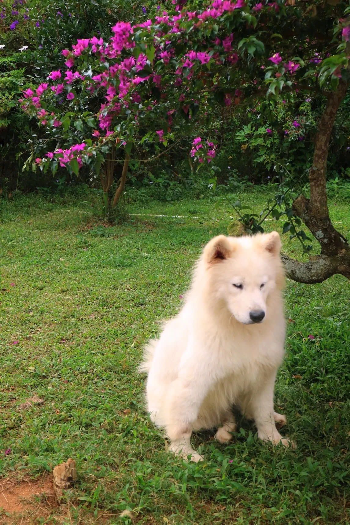 Chủ Thung Lũng Gâu Đà Lạt: Đầu tư nửa tỷ, nợ thêm 300 triệu phải đi phụ hồ để bù lỗ vẫn cố bám trụ vì đâu?- Ảnh 7.