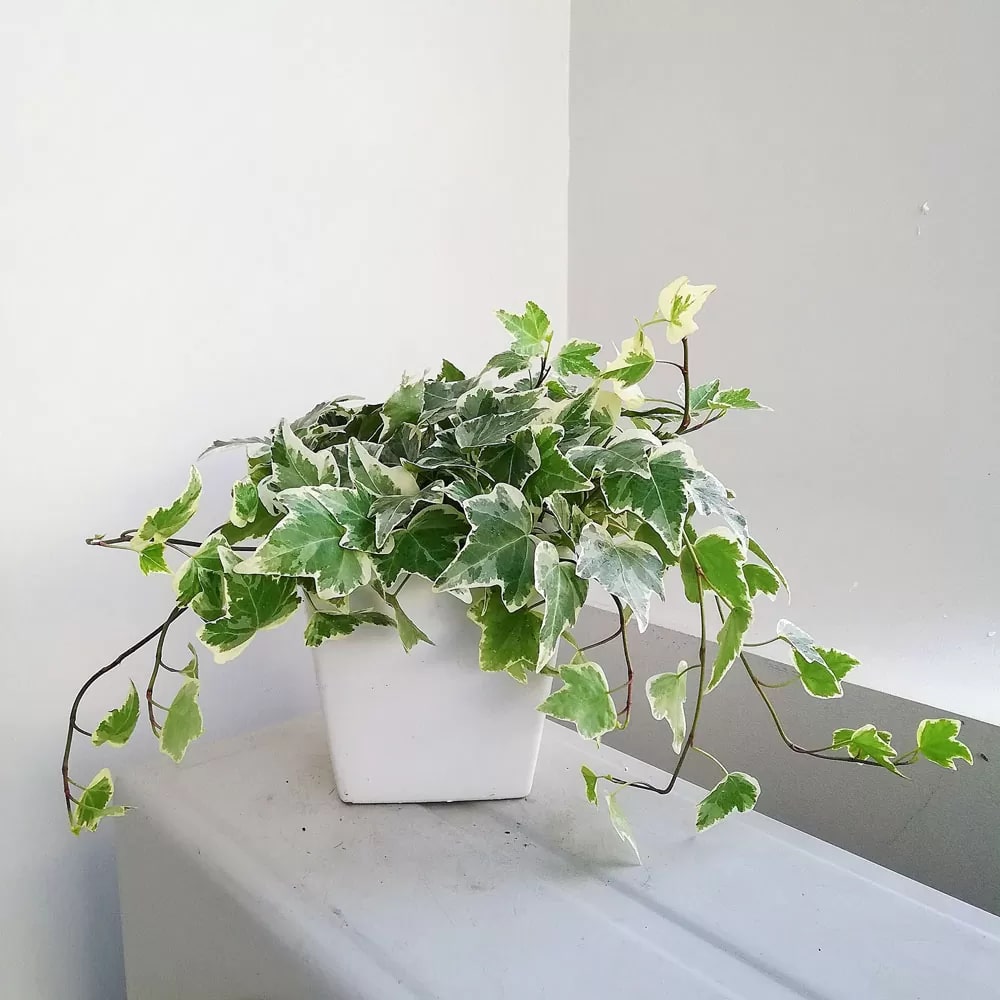 Loài cây này đỉnh như máy lọc không khí, hút sạch 80% khí độc bụi bẩn trong nhà- Ảnh 3. Loài cây này đỉnh như máy lọc không khí, hút sạch 80% khí độc bụi bẩn trong nhà- Ảnh 3.