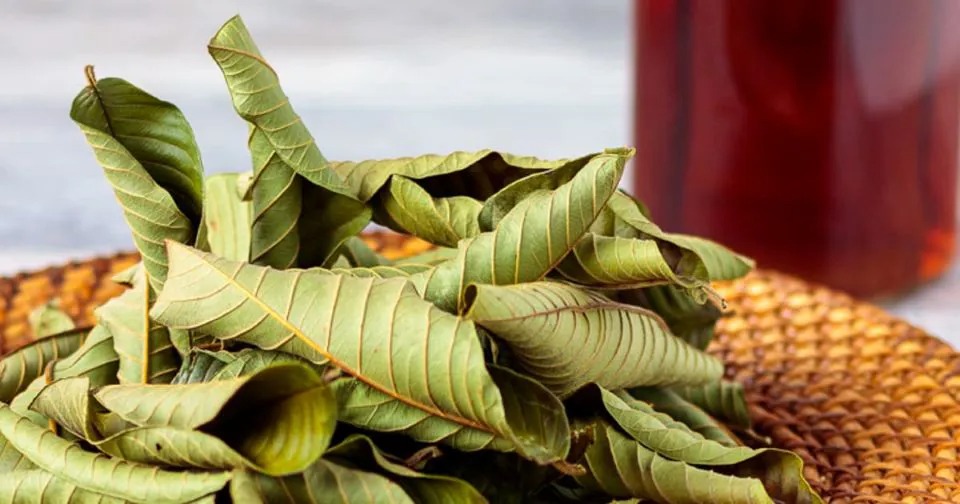 Loại lá chống oxy hóa "đỉnh nóc", giá bèo bọt chỉ từ 5.000 đồng/bó, chợ Việt nào cũng bán- Ảnh 4. Loại lá chống oxy hóa "đỉnh nóc", giá bèo bọt chỉ từ 5.000 đồng/bó, chợ Việt nào cũng bán- Ảnh 4.
