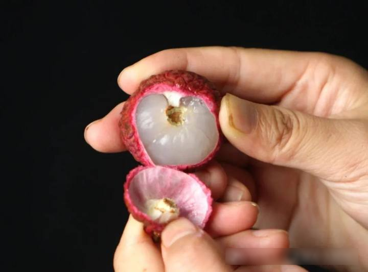 Bóc vỏ quả vải, phần đen trên cuống là gì? Nhiều người nghĩ là "phân sâu", chuyên gia trả lời- Ảnh 2. Bóc vỏ quả vải, phần đen trên cuống là gì? Nhiều người nghĩ là "phân sâu", chuyên gia trả lời- Ảnh 2.