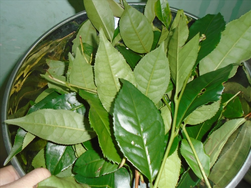 Loại lá chống oxy hóa "đỉnh nóc", giá bèo bọt chỉ từ 5.000 đồng/bó, chợ Việt nào cũng bán- Ảnh 2. Loại lá chống oxy hóa "đỉnh nóc", giá bèo bọt chỉ từ 5.000 đồng/bó, chợ Việt nào cũng bán- Ảnh 2.