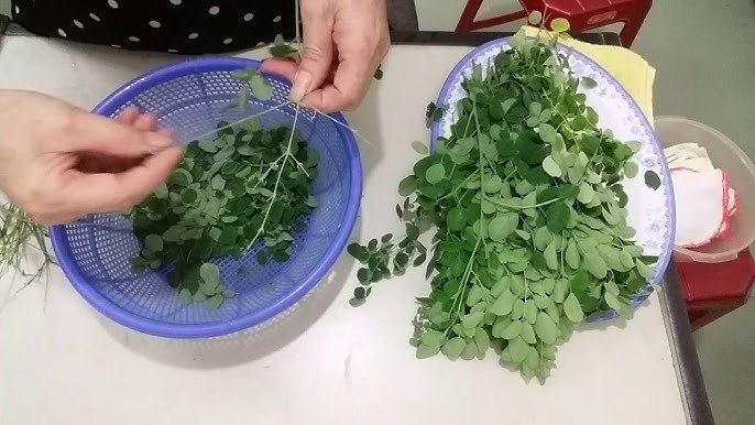 Loại lá chống oxy hóa "đỉnh nóc", giá bèo bọt chỉ từ 5.000 đồng/bó, chợ Việt nào cũng bán- Ảnh 1. Loại lá chống oxy hóa "đỉnh nóc", giá bèo bọt chỉ từ 5.000 đồng/bó, chợ Việt nào cũng bán- Ảnh 1.