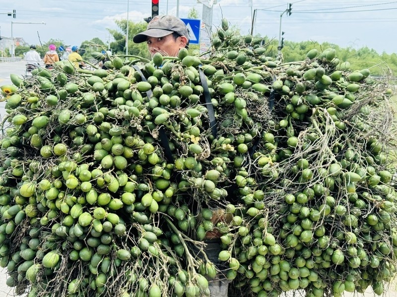 Thị phần cau nhập khẩu chiếm 1,43% tổng kim ngạch nhập khẩu rau quả- Ảnh 1. Thị phần cau nhập khẩu chiếm 1,43% tổng kim ngạch nhập khẩu rau quả- Ảnh 1.