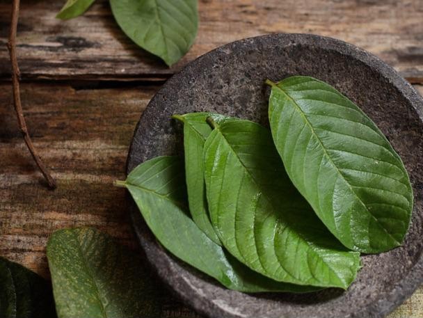 Việt Nam có loại lá chống rụng tóc, củng cố chân tóc cực tốt: Biết dùng còn khỏe tim mạch, tiêu hóa- Ảnh 2. Việt Nam có loại lá chống rụng tóc, củng cố chân tóc cực tốt: Biết dùng còn khỏe tim mạch, tiêu hóa- Ảnh 2.